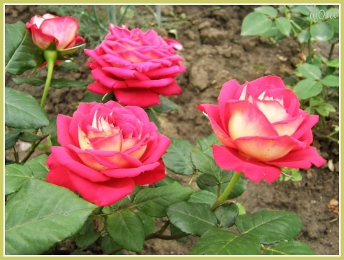 Розы - Roses