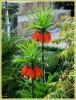 Рябчики - Fritillaria