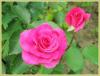 Розы - Roses
